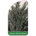 juniperus-chinensis-blaauw-1