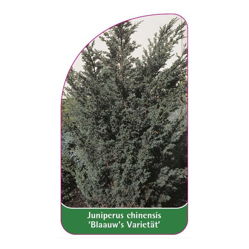 juniperus-chinensis-blaauw-s-varietat-1