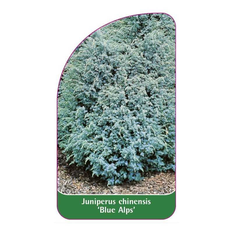 juniperus-chinensis-blue-alps-a1