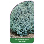 juniperus-chinensis-blue-alps-a1