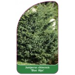 juniperus-chinensis-blue-alps-b1