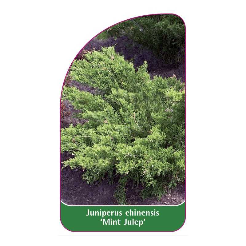 juniperus-chinensis-mint-julep-1