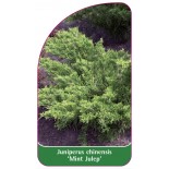juniperus-chinensis-mint-julep-1