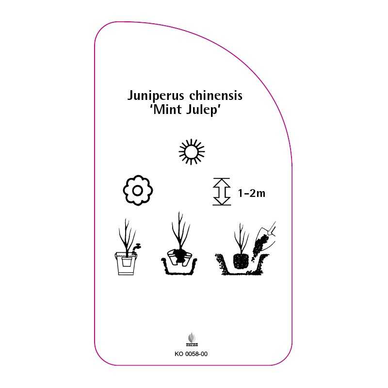 juniperus-chinensis-mint-julep-0