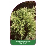 juniperus-chinensis-old-gold-1