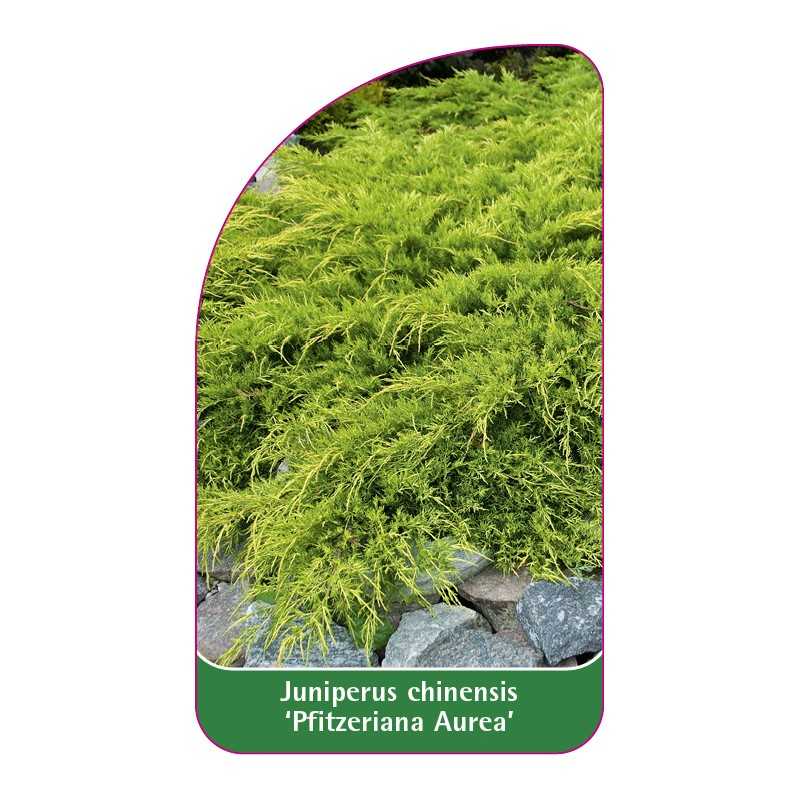 juniperus-chinensis-pfitzeriana-aurea-1