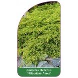 juniperus-chinensis-pfitzeriana-aurea-1