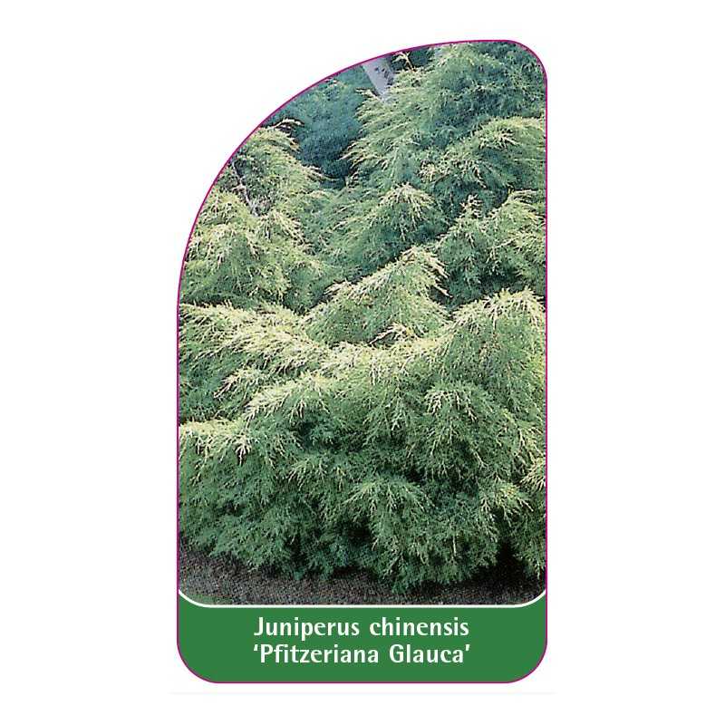 juniperus-chinensis-pfitzeriana-glauca-1