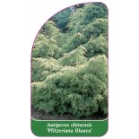 juniperus-chinensis-pfitzeriana-glauca-1