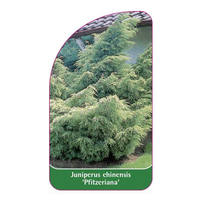juniperus-chinensis-pfitzeriana-1