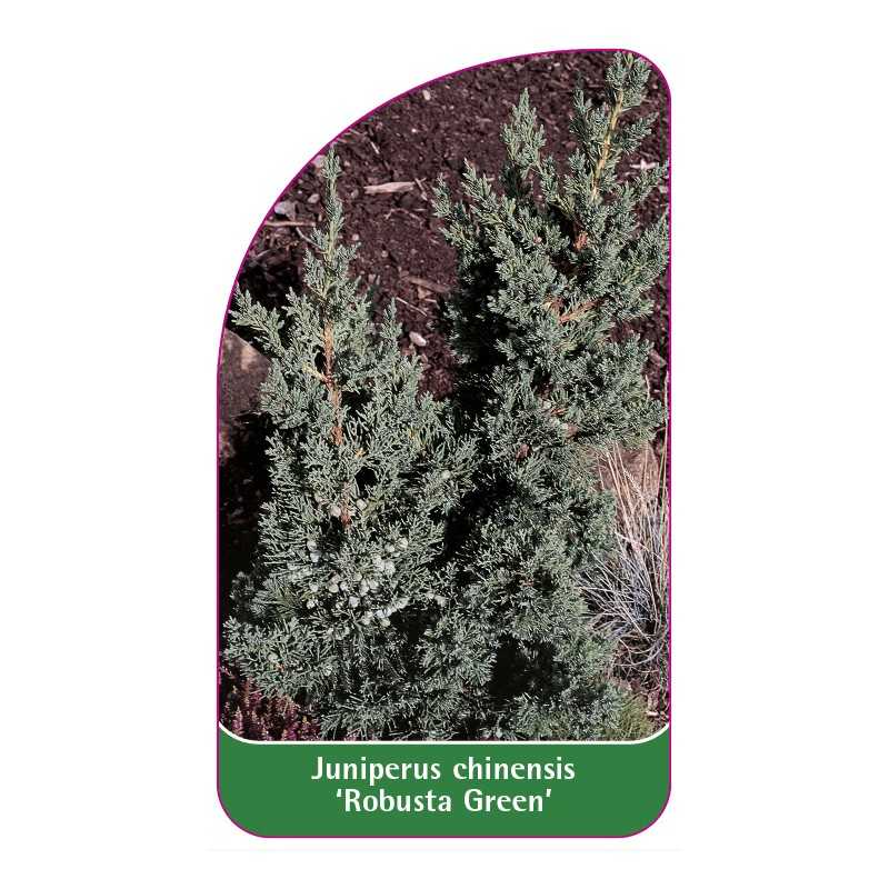 juniperus-chinensis-robusta-green-1