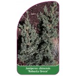 juniperus-chinensis-robusta-green-1