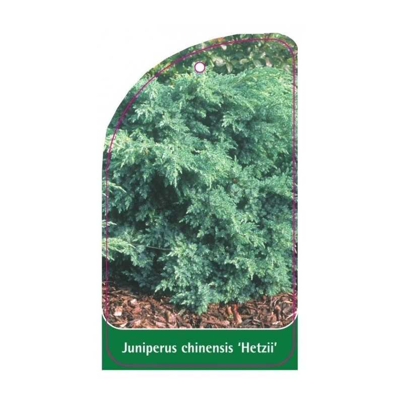 juniperus-chinensis-hitzii-1