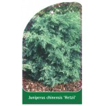 juniperus-chinensis-hitzii-1