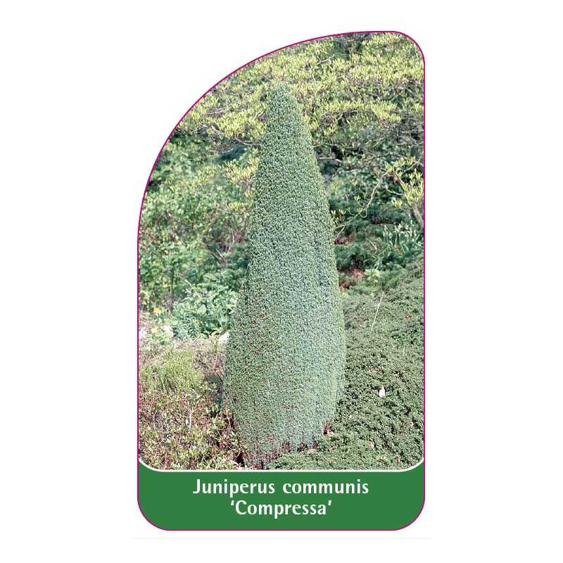 juniperus-communis-compressa-1