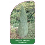juniperus-communis-compressa-1