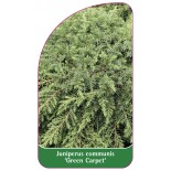 juniperus-communis-green-carpet-1