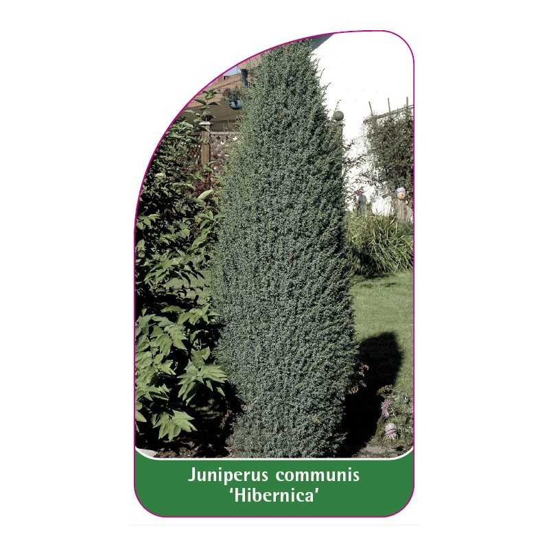 juniperus-communis-hibernica-1