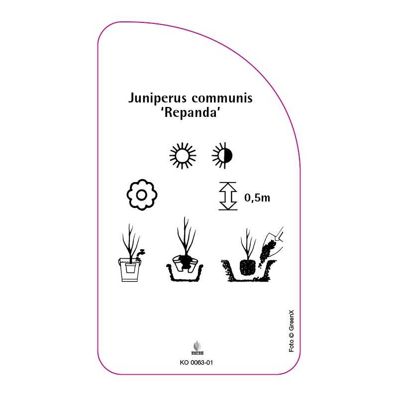 juniperus-communis-repanda-0