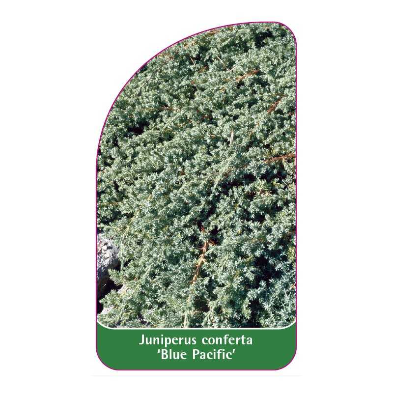 juniperus-conferta-blue-pacific-1