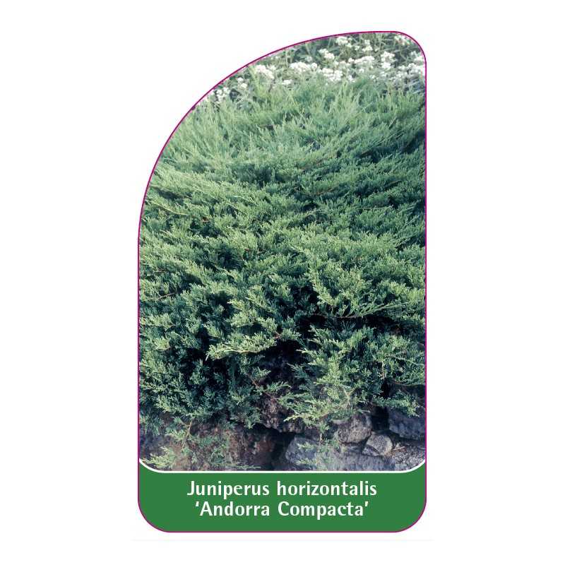 juniperus-horizontalis-andorra-compacta-1