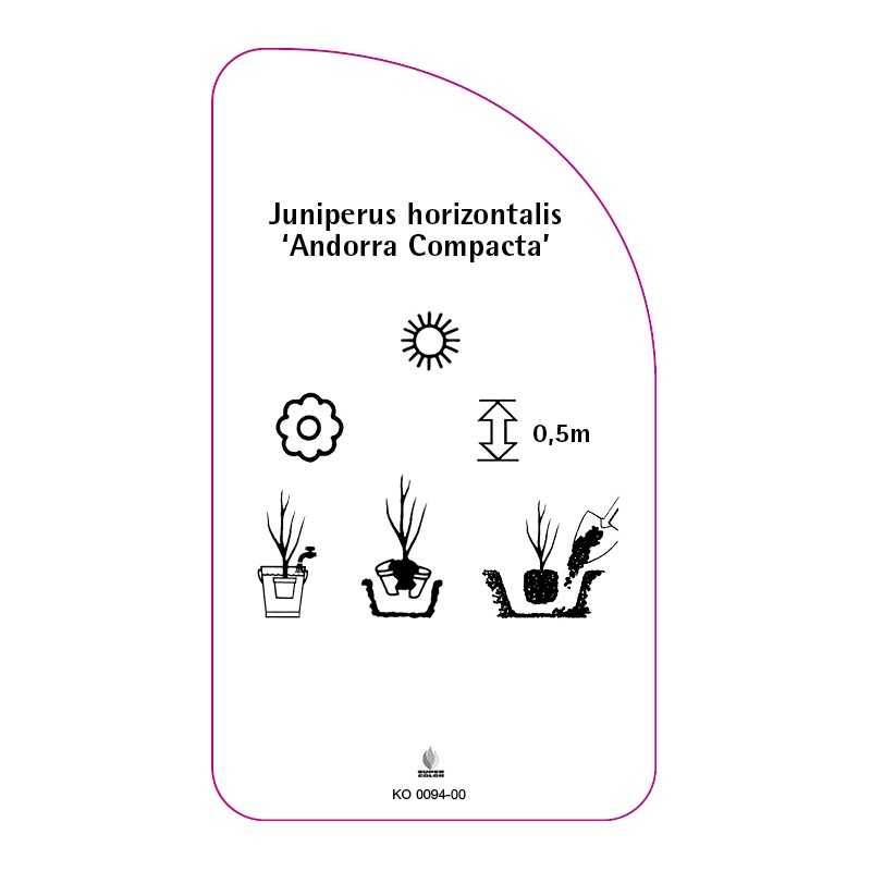 juniperus-horizontalis-andorra-compacta-0