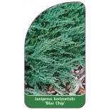 juniperus-horizontalis-blue-chip-b1