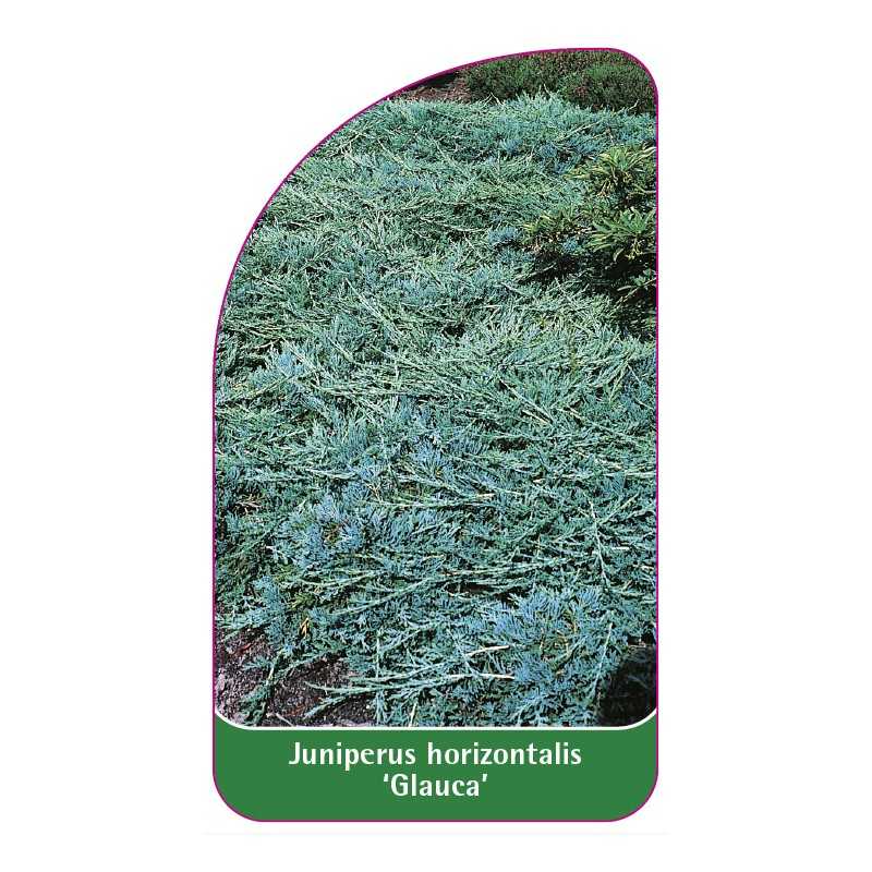 juniperus-horizontalis-glauca-1