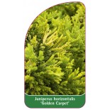 juniperus-horizontalis-golden-carpet-1