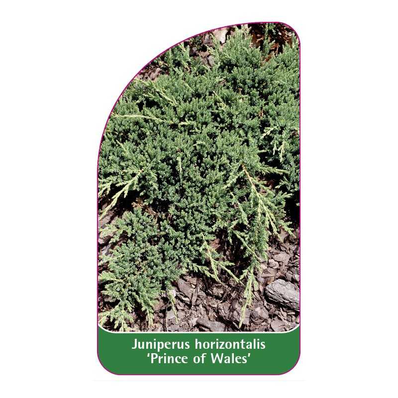juniperus-horizontalis-prince-of-wales-1
