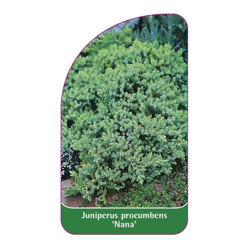 juniperus-procumbens-nana-1