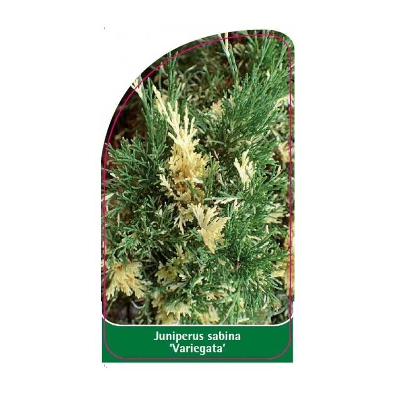juniperus-sabina-variegata-1