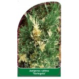 juniperus-sabina-variegata-1