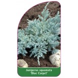 juniperus-squamata-blue-carpet-1