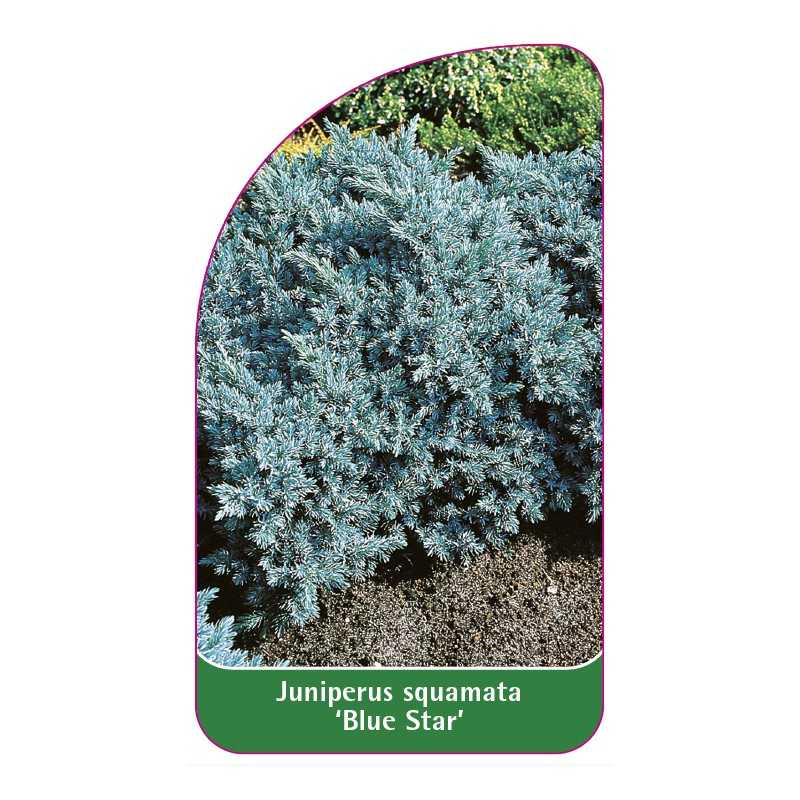 juniperus-squamata-blue-star-a1