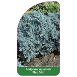juniperus-squamata-blue-star-a1