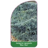juniperus-squamata-blue-star-b1