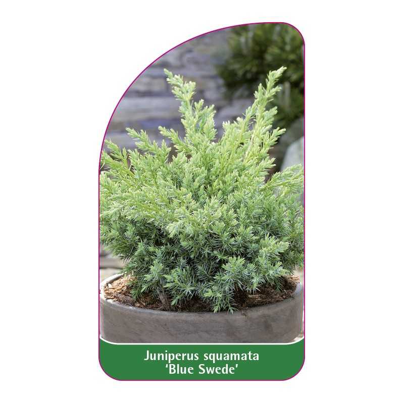 juniperus-squamata-blue-swede-1