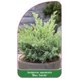 juniperus-squamata-blue-swede-1