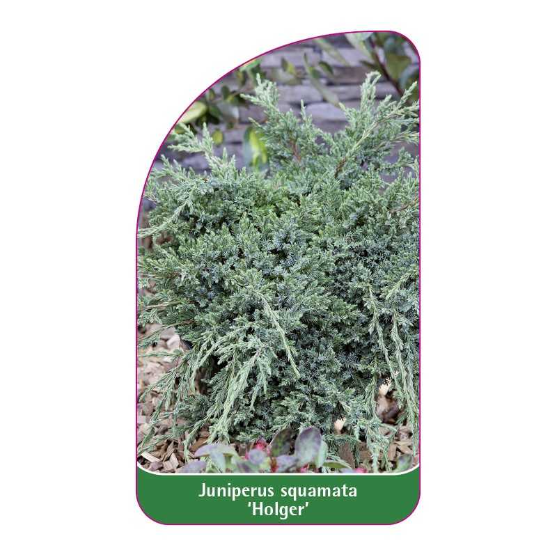 juniperus-squamata-holger-1