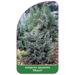 juniperus-squamata-meyeri-a1