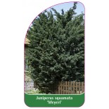 juniperus-squamata-meyeri-b1