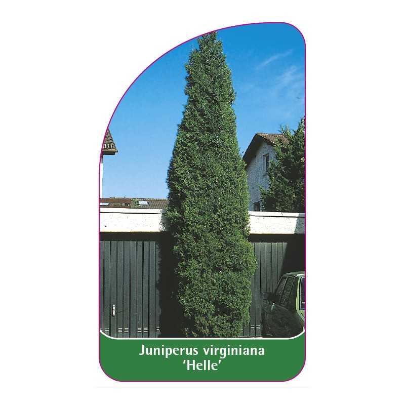 juniperus-virginiana-helle-1