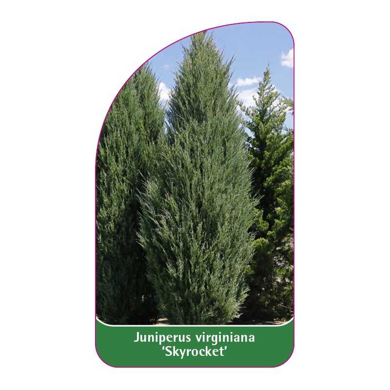 juniperus-virginiana-skyrocket-1