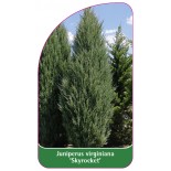 juniperus-virginiana-skyrocket-1