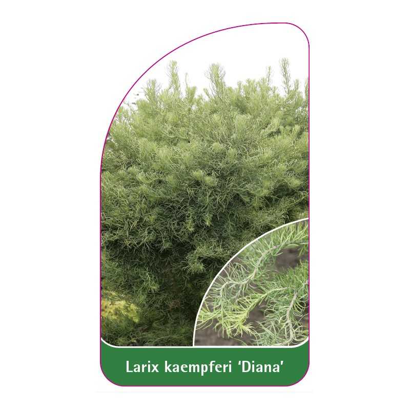 larix-kaempferi-diana-1