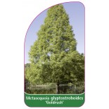metasequoia-glyptostroboides-goldrush-1