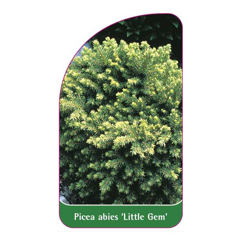 picea-abies-little-gem-1