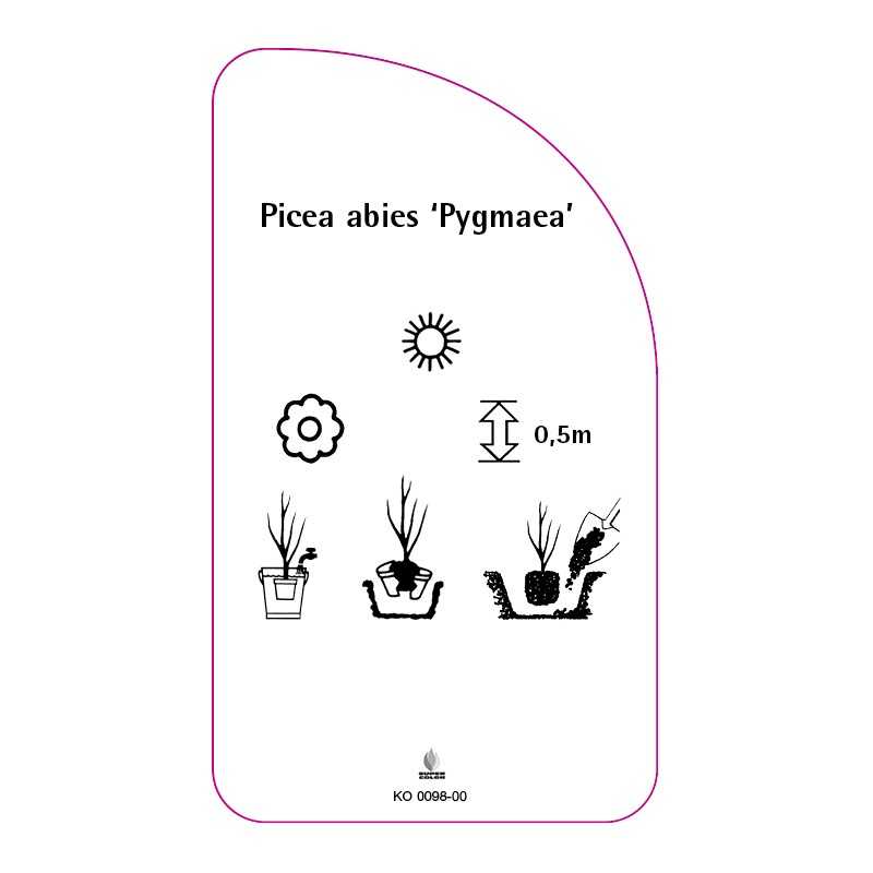 picea-abies-pygmaea-0
