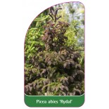 picea-abies-rydal-1